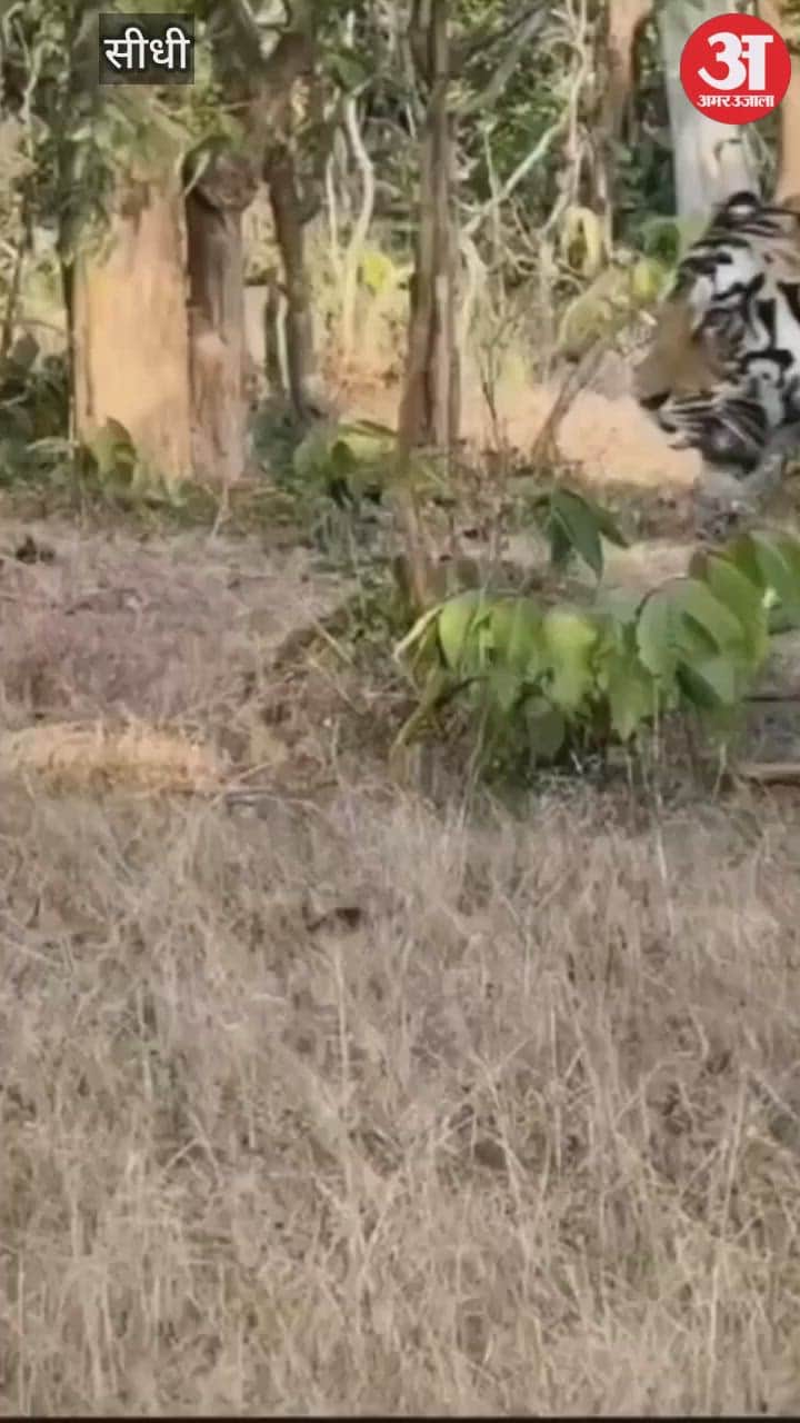 A historic glimpse of tigress T17 'Lakshmi' in Sanjay Tiger Reserve