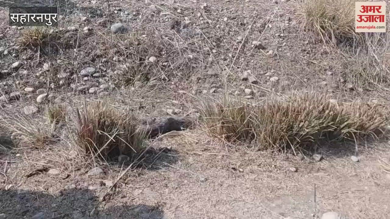 Saharanpur: Python wandered from the forest and came to the village, tied a rope on its mouth and dragged it