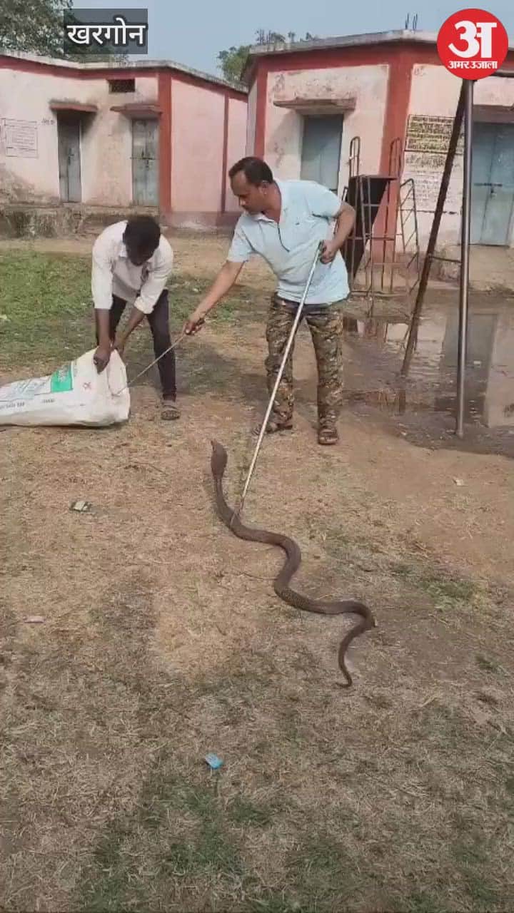 A 5-foot-long snake entered the school's kitchen shed, causing panic among the students
