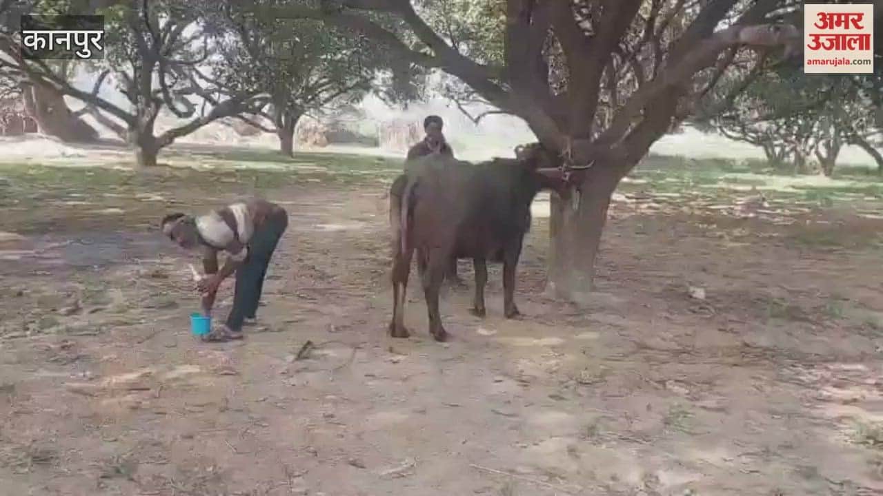 foot and mouth disease outbreak has worsened in Khadri village, with two more cattle succumbing to the illness
