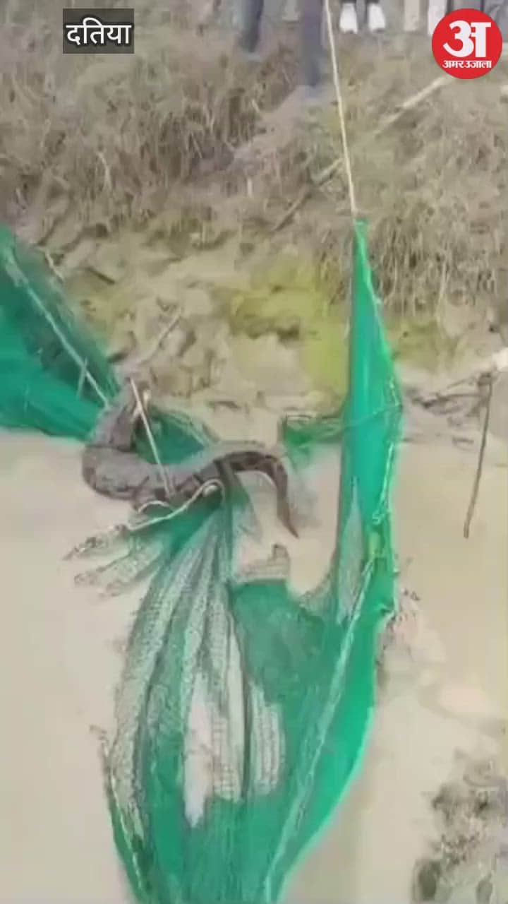 Datia News: Panic grips village after crocodile spotted in canal, rescued and released into Sindh River