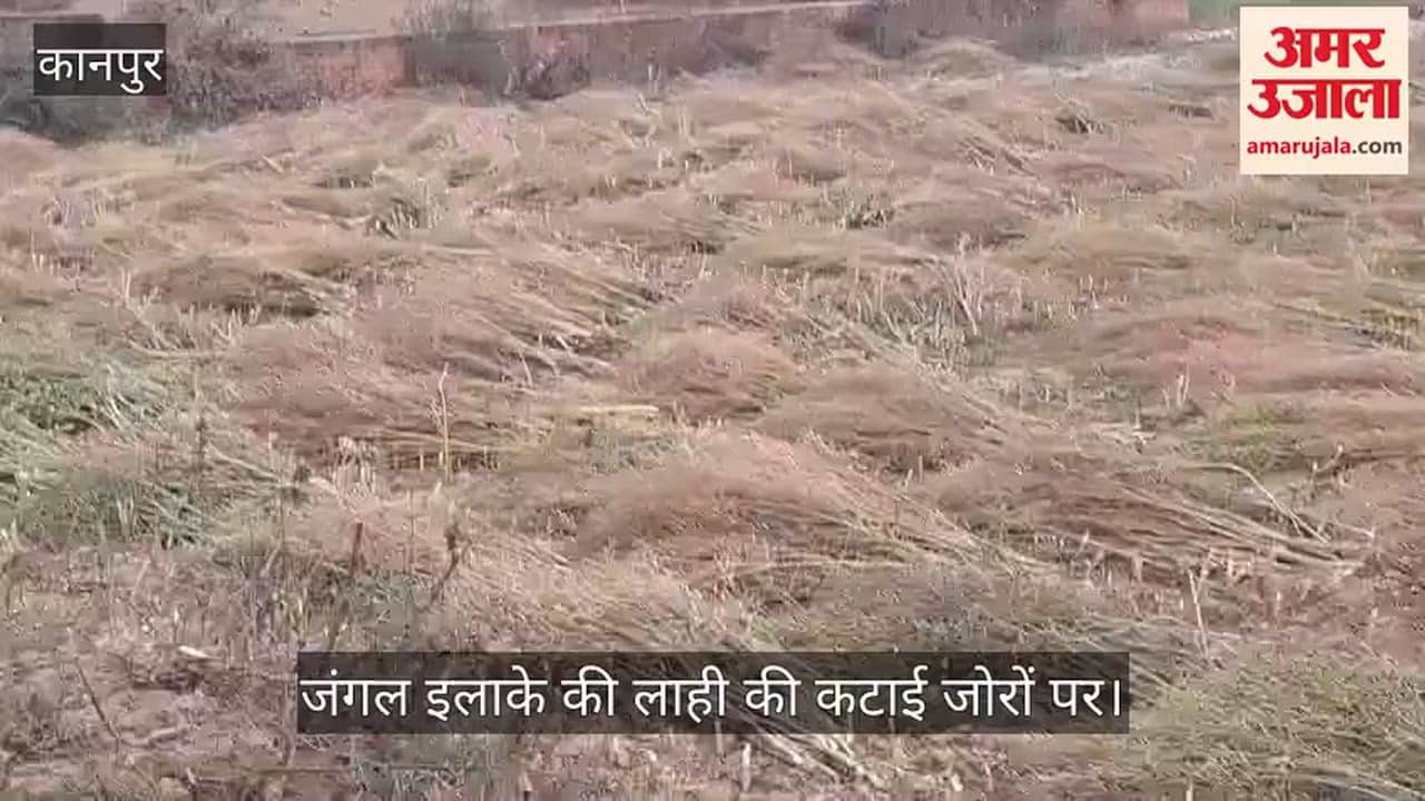 कानपुर: बेमौसम बारिश से कटी रखी लाही की फसल बर्बाद, किसानों के अरमानों पर फिरा पानी