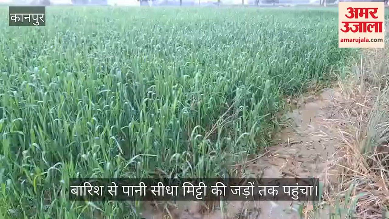 कानपुर: रिमझिम फुहारों से खिल उठे खेत, फसलों को मिला जीवनदान, किसानों के चेहरे खिले