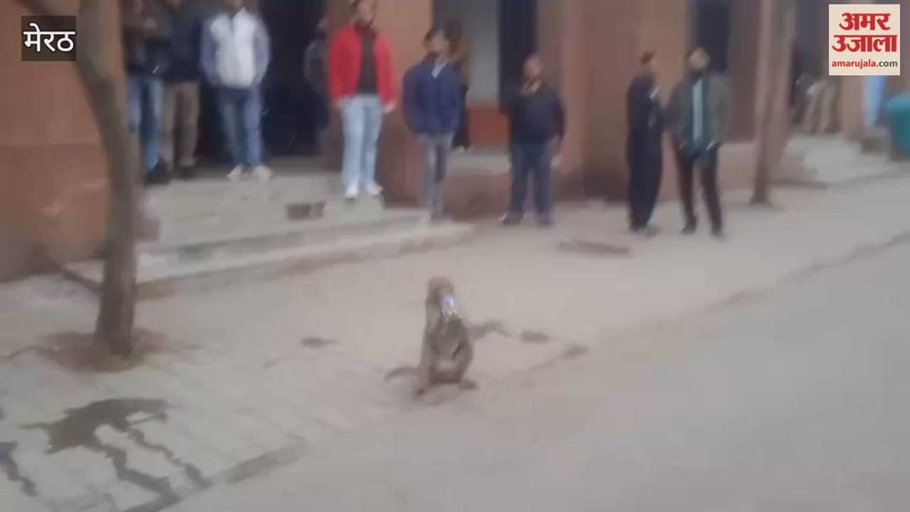 Meerut: Monkeys wreak havoc in the court complex, causing trouble for lawyers and litigants