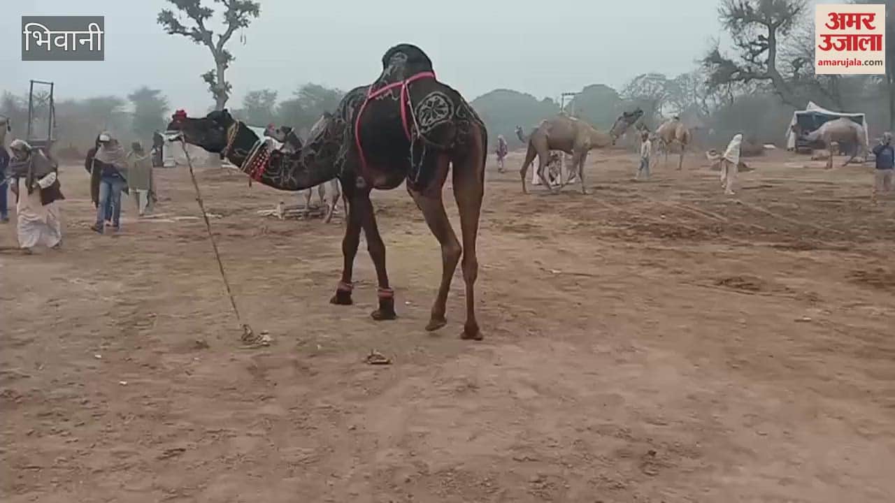 historic camel fair of Loharu-Baralu in Bhiwani is still vibrant today, but the declining number of participants is a cause for concern