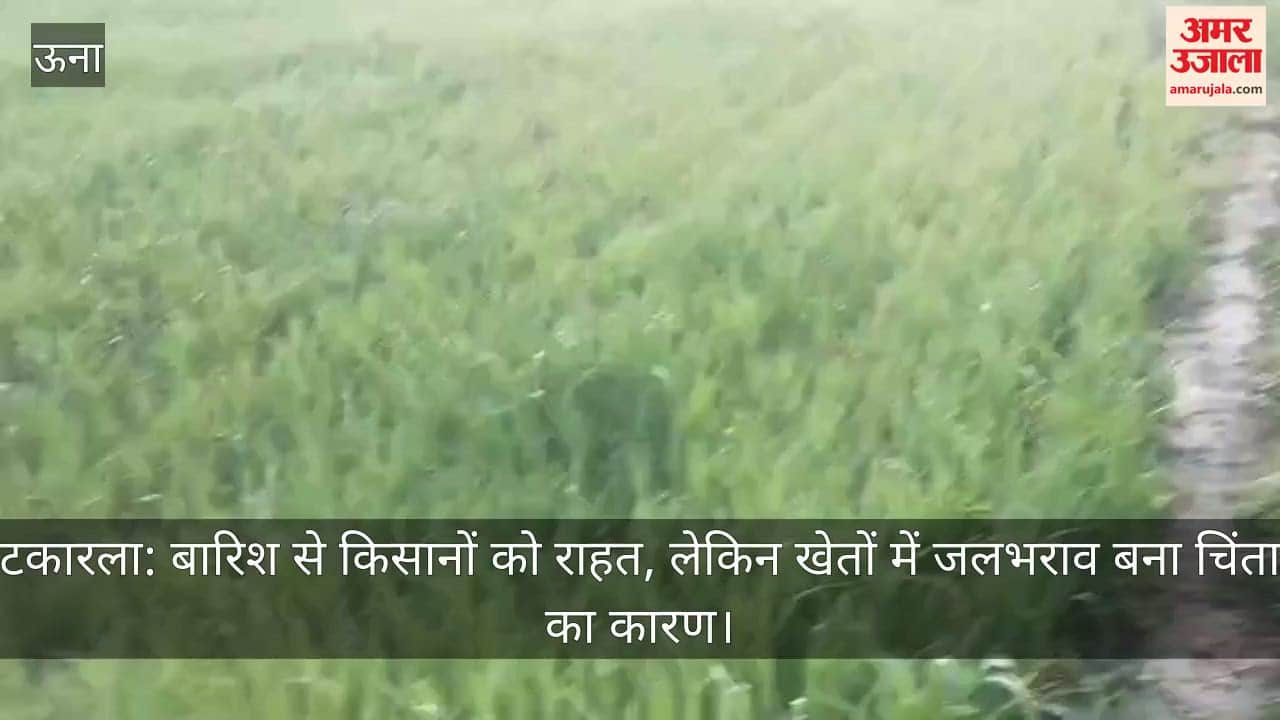 Takarlah: The rain has brought relief to farmers, but waterlogging in the fields remains a cause for concern