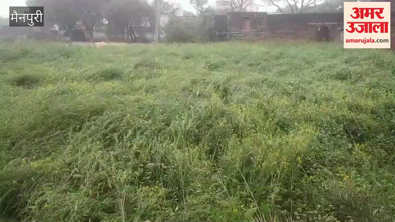 mustard crop has been damaged by rain in mainpuri