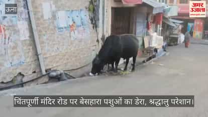 Stray animals have taken over the road leading to the Chintpurni temple, causing problems for devotees.