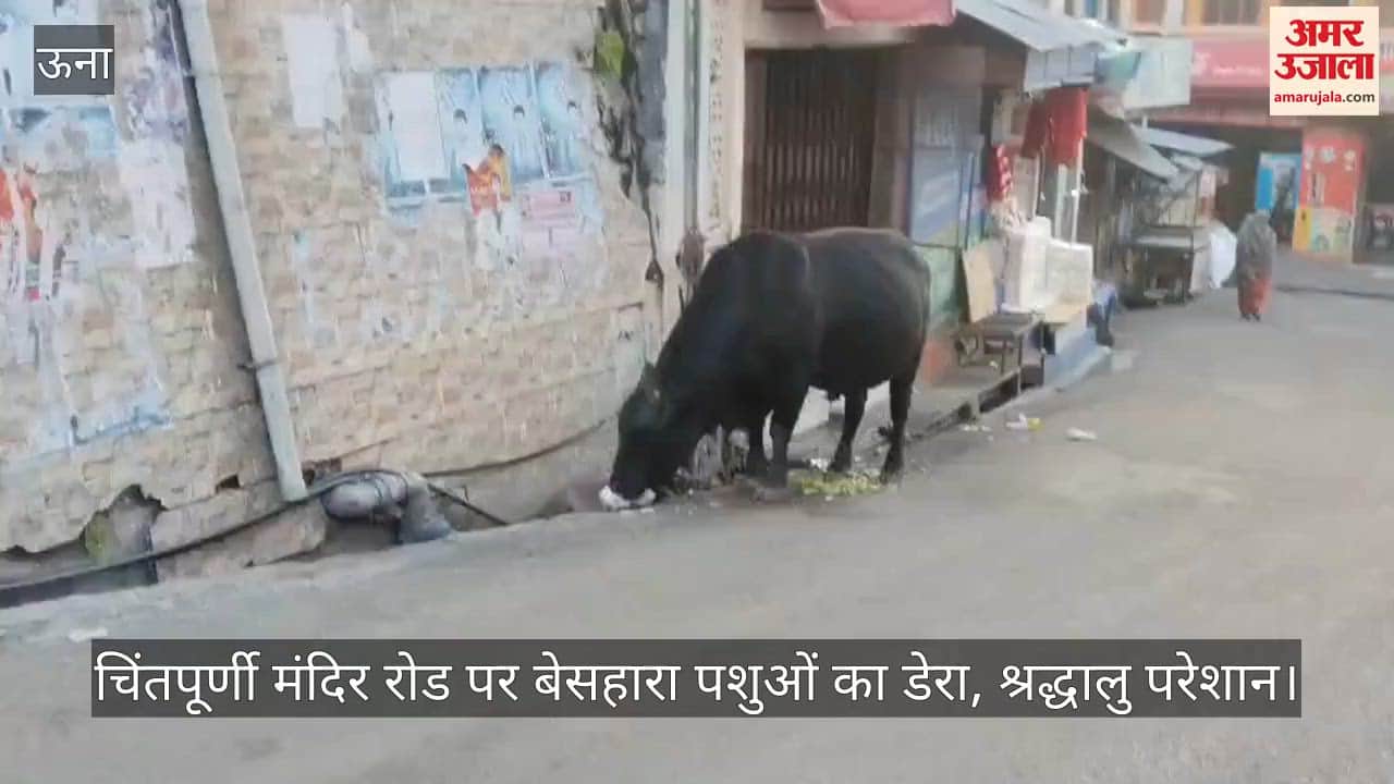 Stray animals have taken over the road leading to the Chintpurni temple, causing problems for devotees.