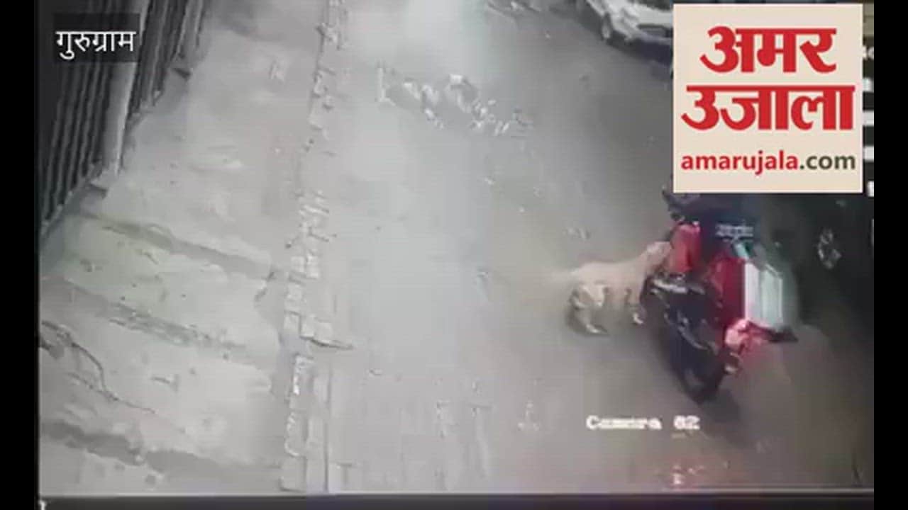 Stray dogs are causing terror in Gurugram, attacking a delivery boy and a woman