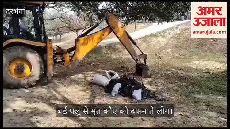 Bihar News: दरभंगा में बर्ड फ्लू की आधिकारिक पुष्टि, H5N1 वायरस से हजारों कौओं की मौत