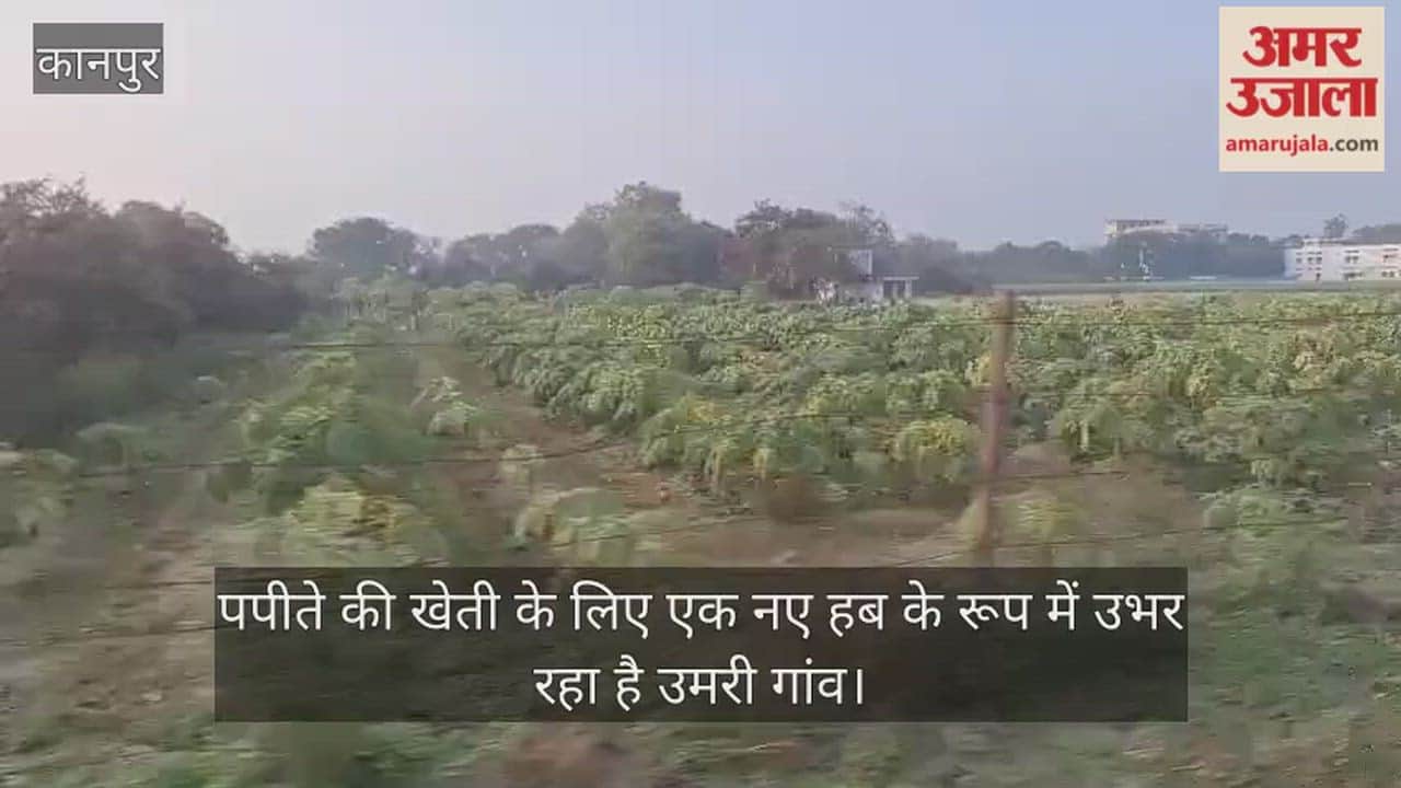 कानपुर: किसानों के लिए पीला सोना बनी पपीते की खेती, उमरी गांव के खेतों में लहरा रही फसल