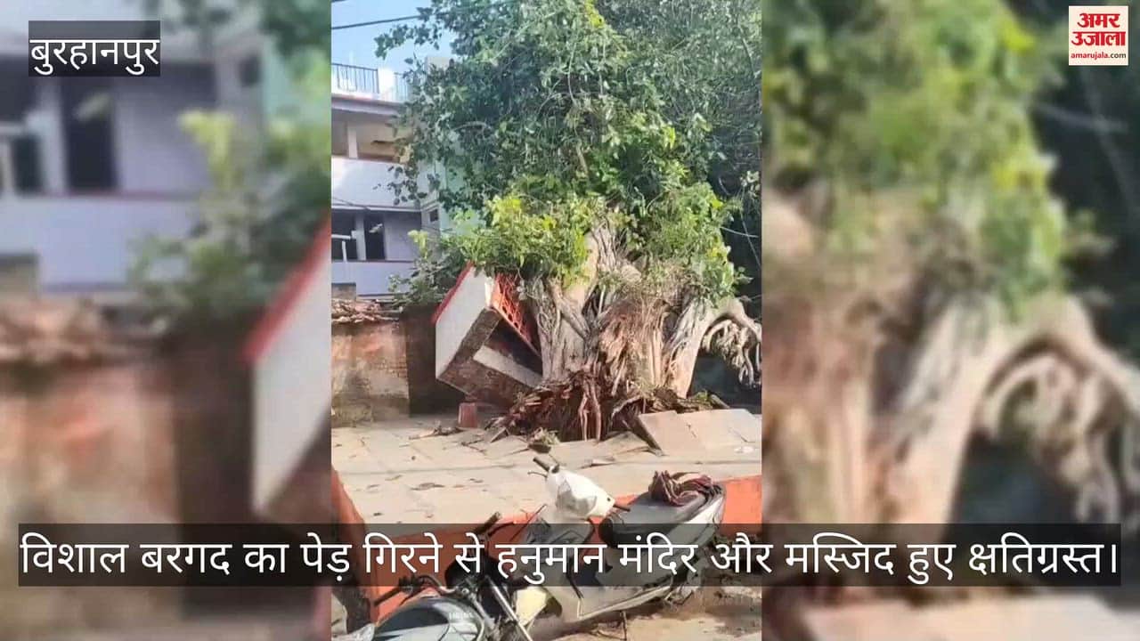 Burhanpur News: A huge banyan tree fell on a Hanuman temple, also damaging a mosque.