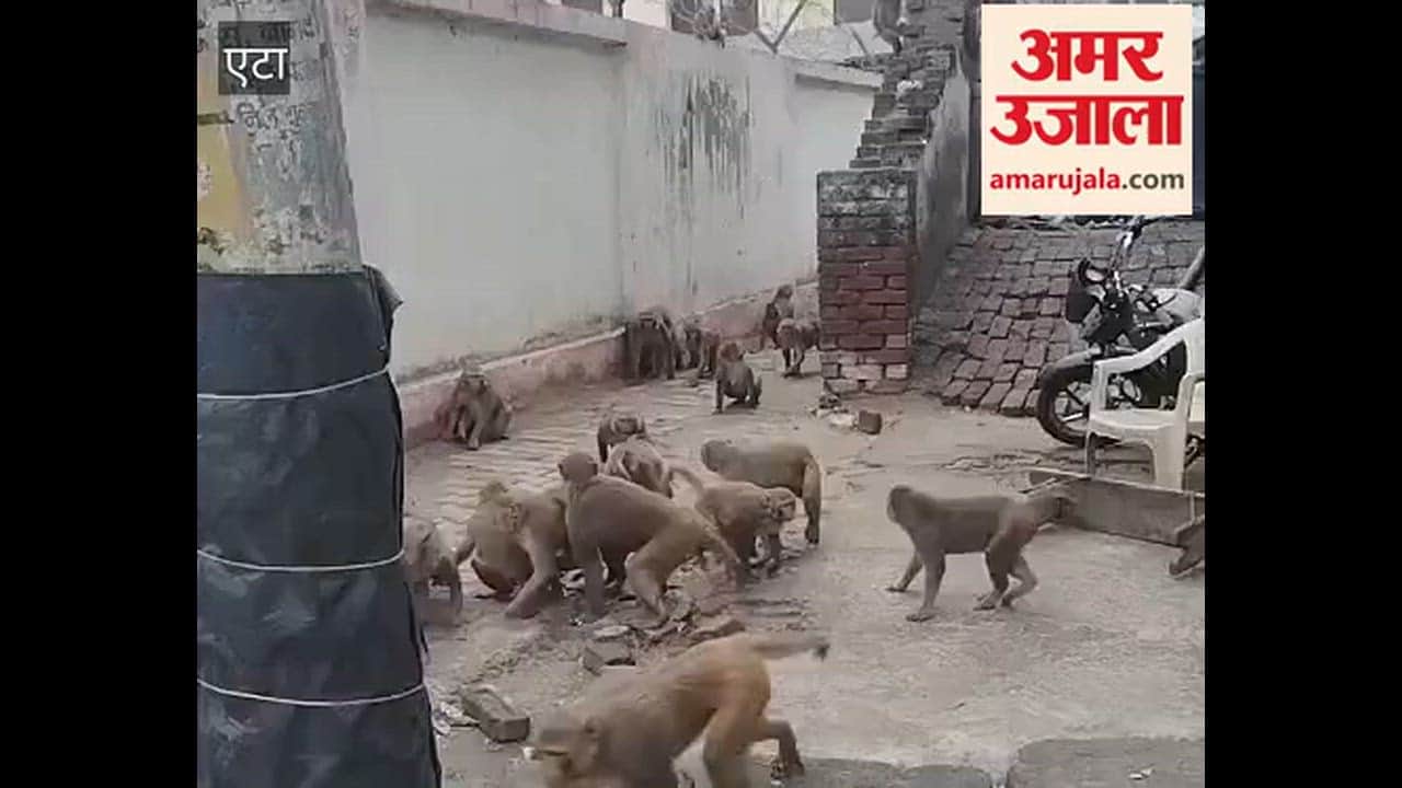 Monkey Clash Creates Panic in Etah, Road Blocked for an Hour