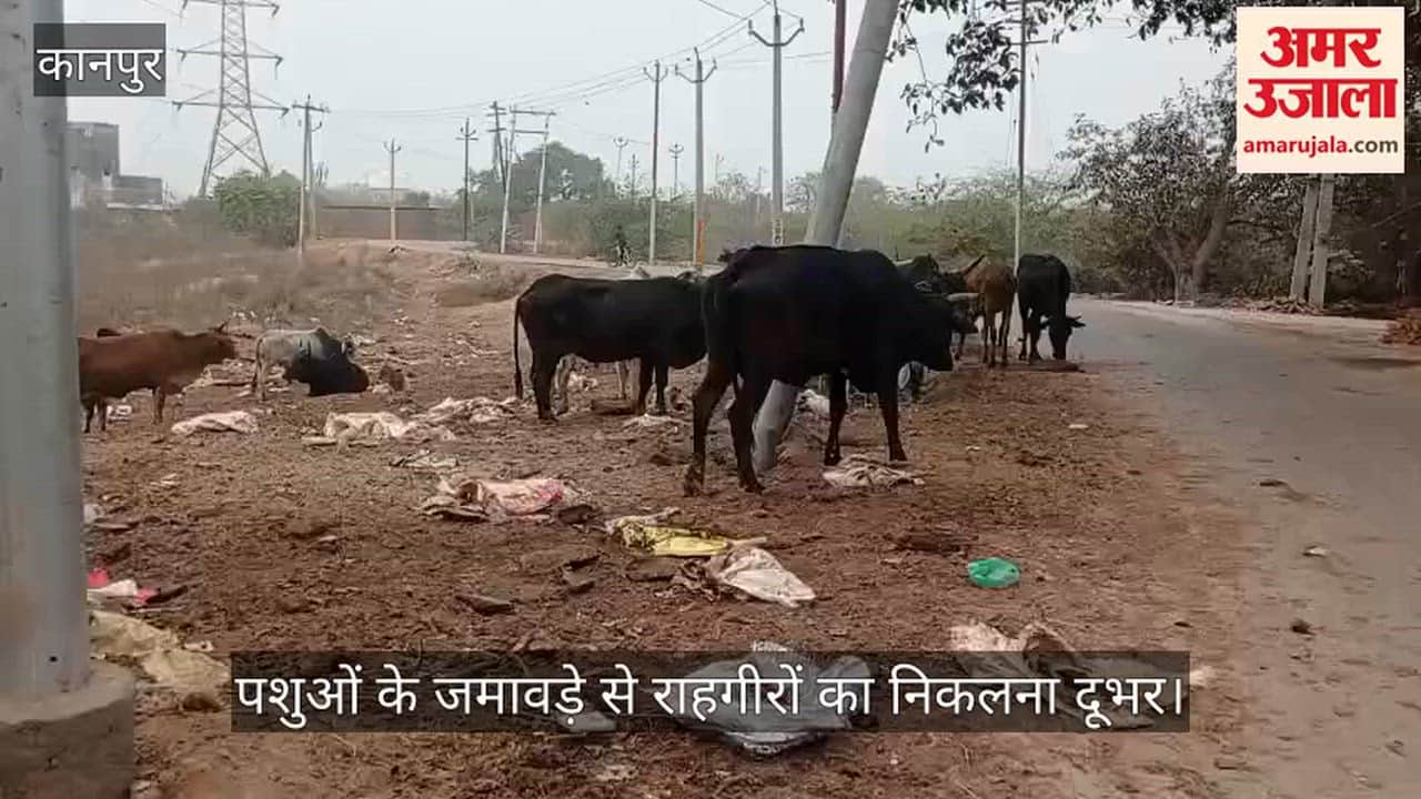 कानपुर: बमनिहान में फैक्टरी प्रबंधन की लापरवाही, सड़क किनारे फेंकी जा रही भूसी