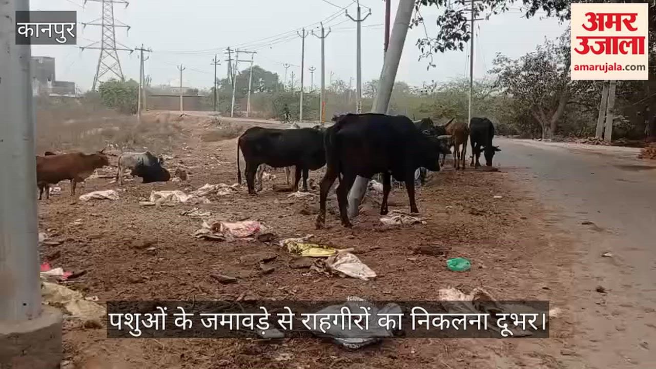 कानपुर: बमनिहान में फैक्टरी प्रबंधन की लापरवाही, सड़क किनारे फेंकी जा रही भूसी