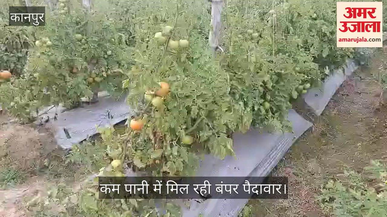 कानपुर: भीतरगांव में स्ट्रॉबेरी की तकनीक अपनाकर किसान उगा रहे बेदाग टमाटर