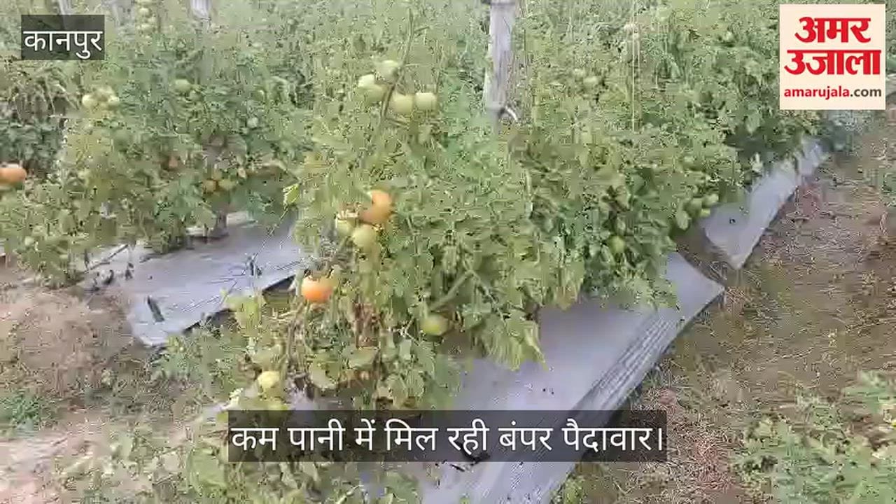 कानपुर: भीतरगांव में स्ट्रॉबेरी की तकनीक अपनाकर किसान उगा रहे बेदाग टमाटर