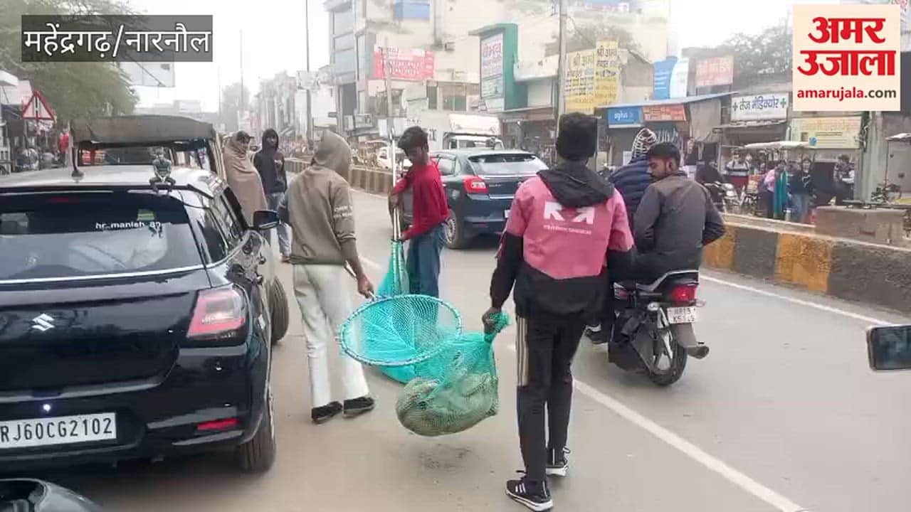 Stray dogs being caught in Narnaul