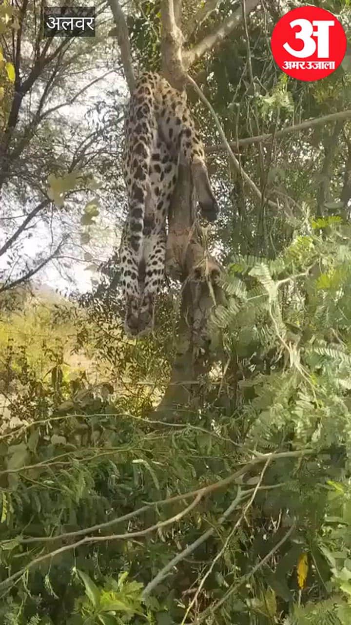 Alwar News: Panther caught in snare meant for wild boar, dies hanging from tree; farm owner arrested