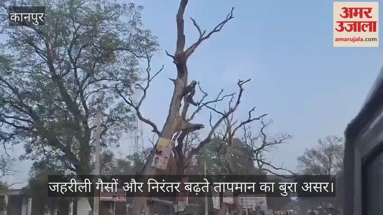 कानपुर: नौरंगा में ईंट-भट्टों के धुएं ने छीनी हरियाली, ठूंठ बने दर्जनों हरे-भरे पेड़