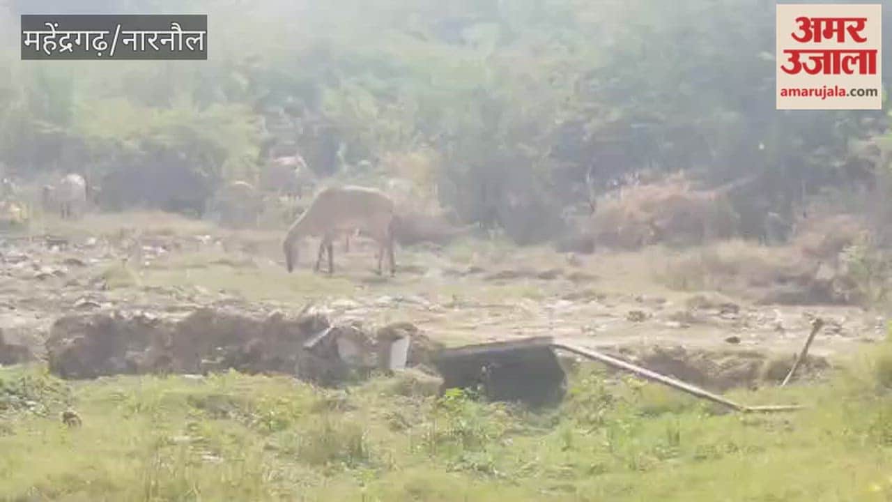 herd of nilgai (blue bulls) is seen in the HUDA sector of Narnaul.