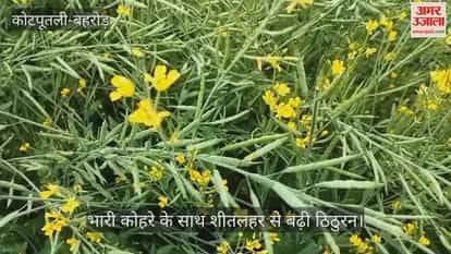 Kotputli-Behror News: Severe cold and dense fog disrupt daily life, hardships increase in rural areas