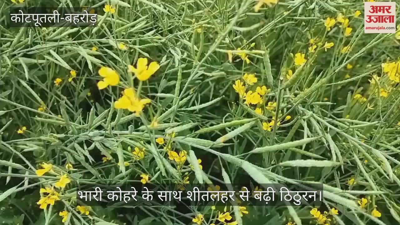 Kotputli-Behror News: Severe cold and dense fog disrupt daily life, hardships increase in rural areas