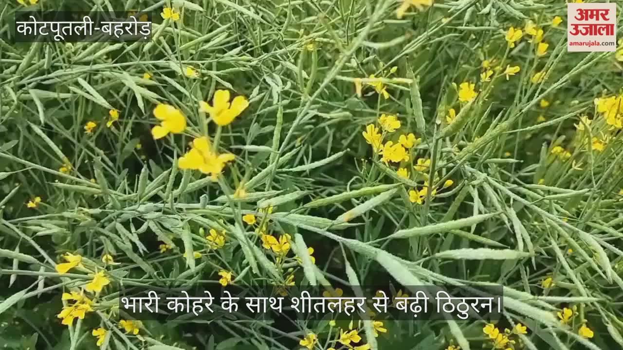 Kotputli-Behror News: Severe cold and dense fog disrupt daily life, hardships increase in rural areas