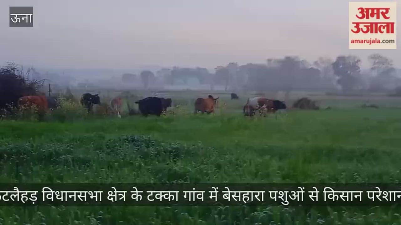Farmers in Takka village of Kutlehar assembly constituency are troubled by stray cattle.