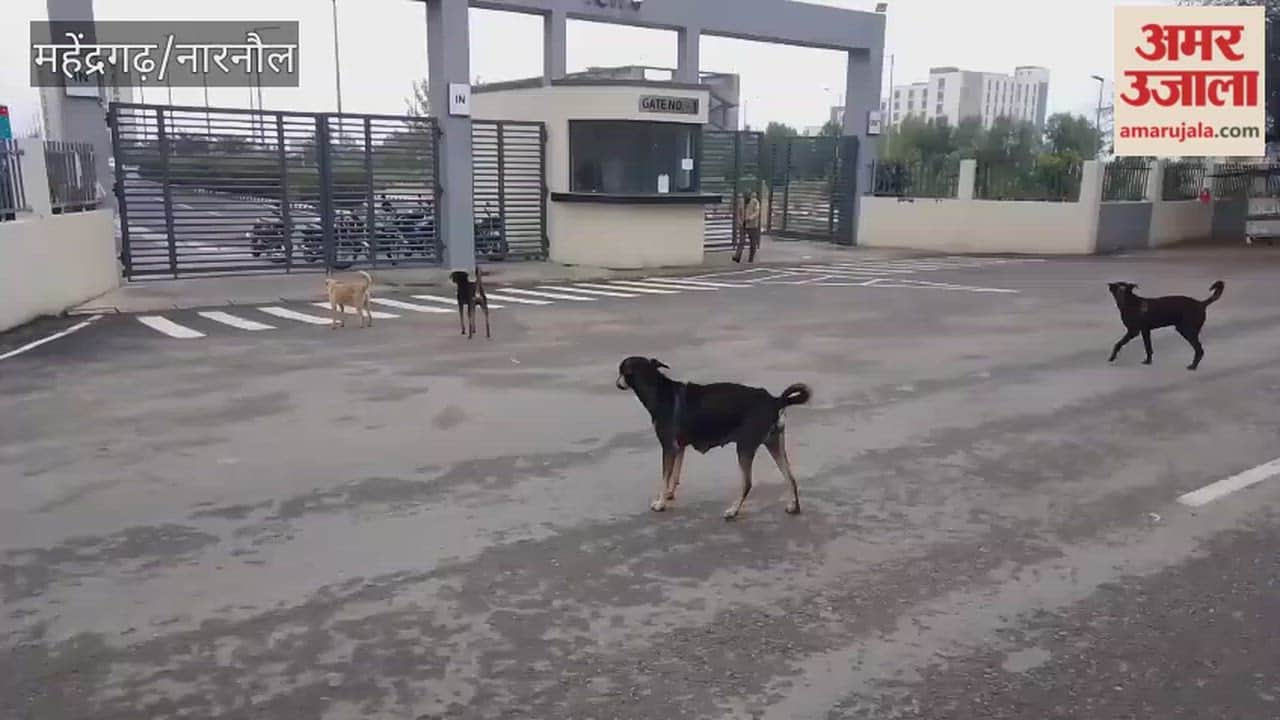 Increased number of dogs near the medical college