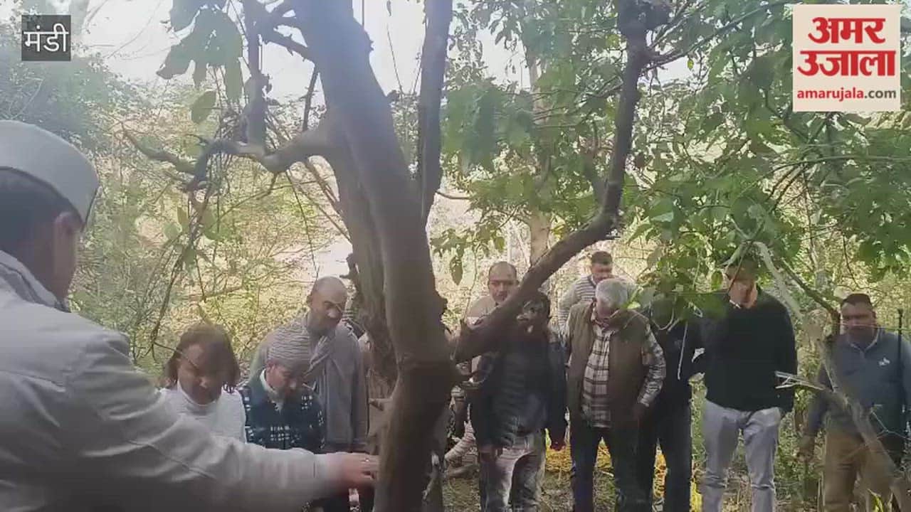 Mandi Leopard rescued after attacking a forest worker