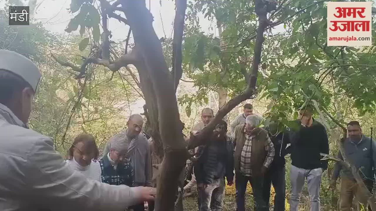 Mandi Leopard rescued after attacking a forest worker