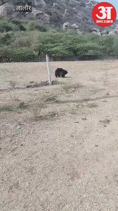 bear spotted in broad daylight in Jaswantpura Jalore causing stir rescued by forest department