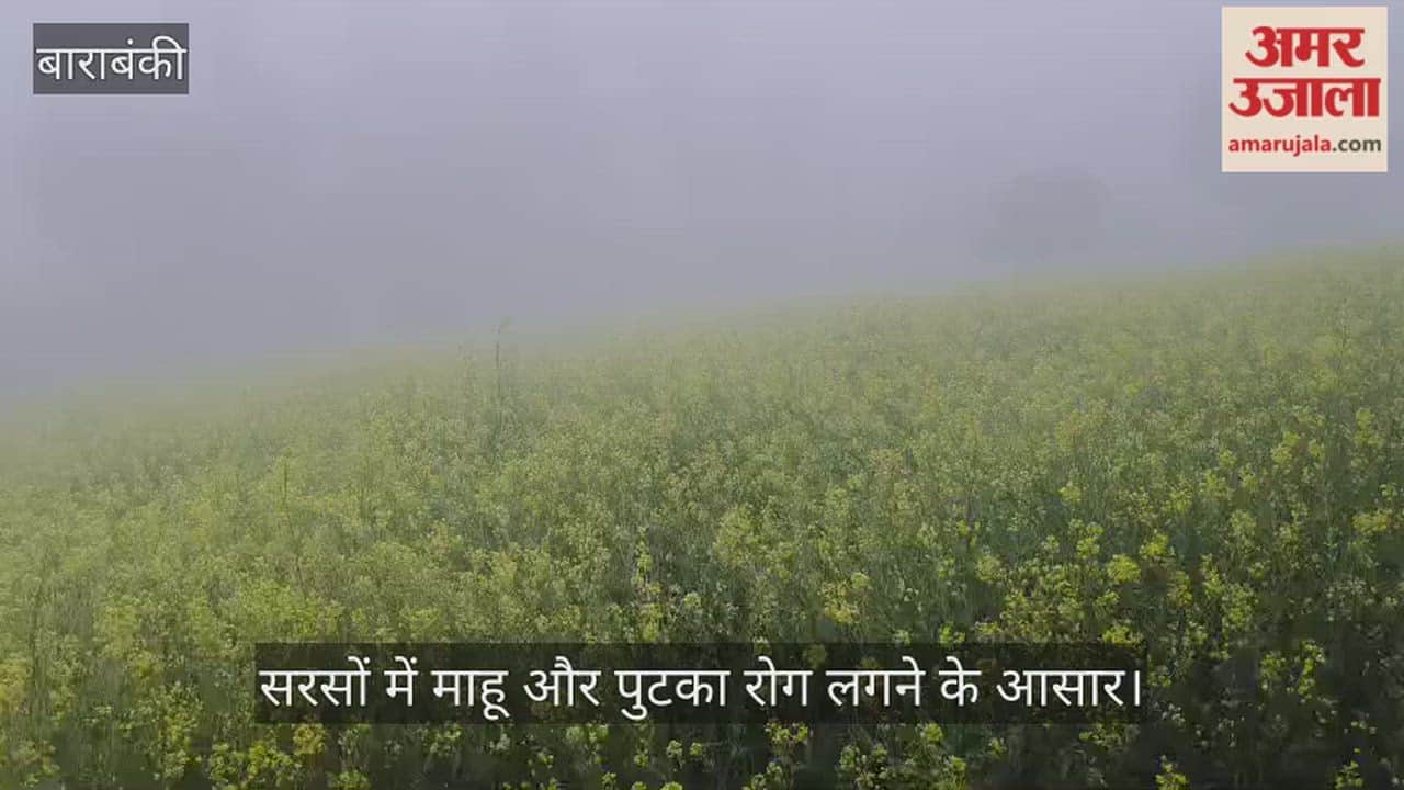 फरवरी माह में कोहरे ने बढ़ाई किसानों की चिंता, बाराबंकी में सरसों में माहू और पुटका रोग लगने के आसार