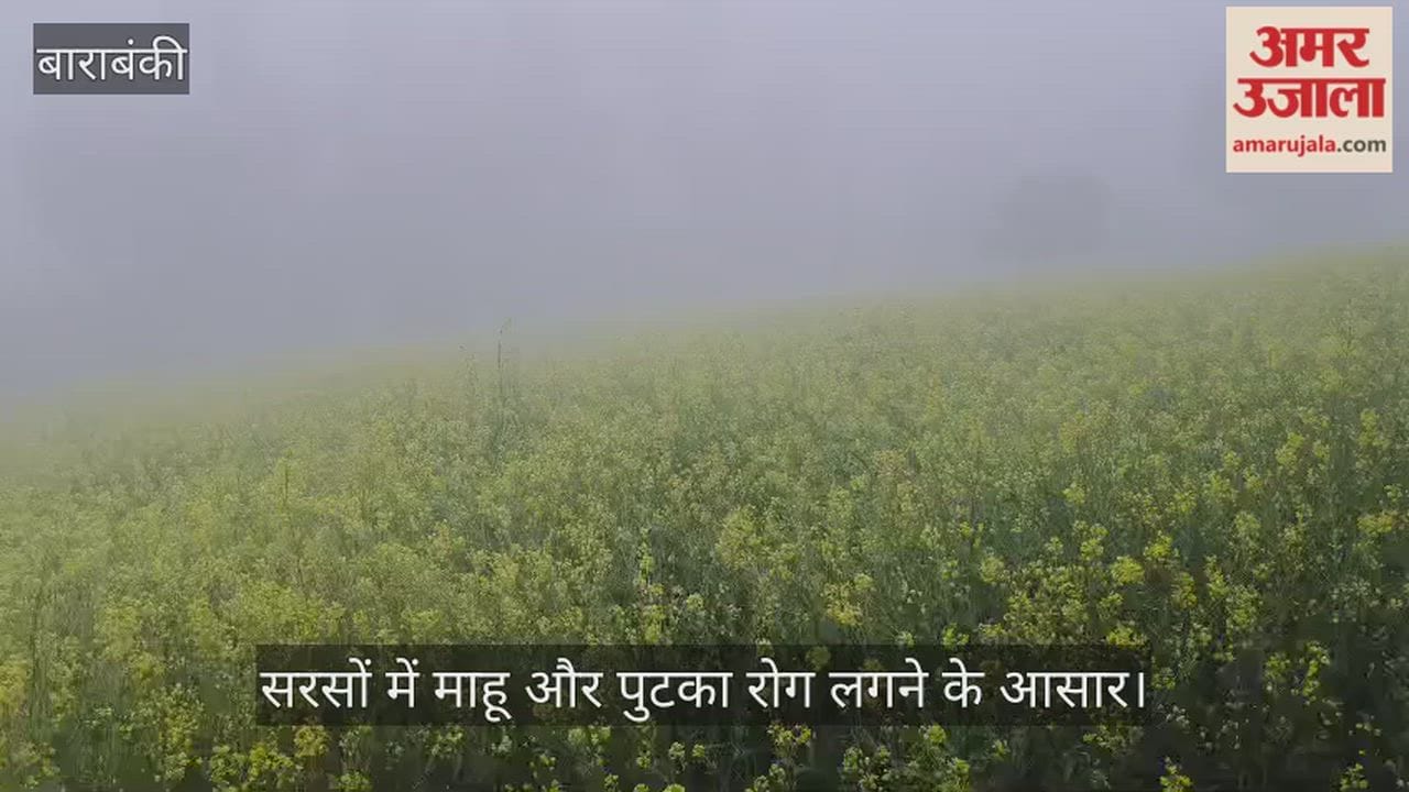 फरवरी माह में कोहरे ने बढ़ाई किसानों की चिंता, बाराबंकी में सरसों में माहू और पुटका रोग लगने के आसार