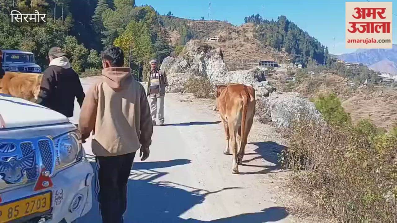 Sirmour The youth of Titiana village set an example of humanity by taking cows shivering in the cold on the streets to a cowshed