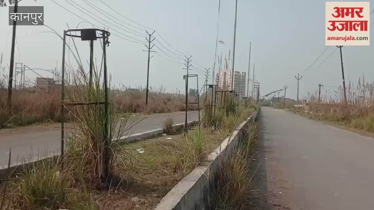 Plants in the green belts of Jawaharpuram Sectors 2 and 3 have dried up due to lack of maintenance