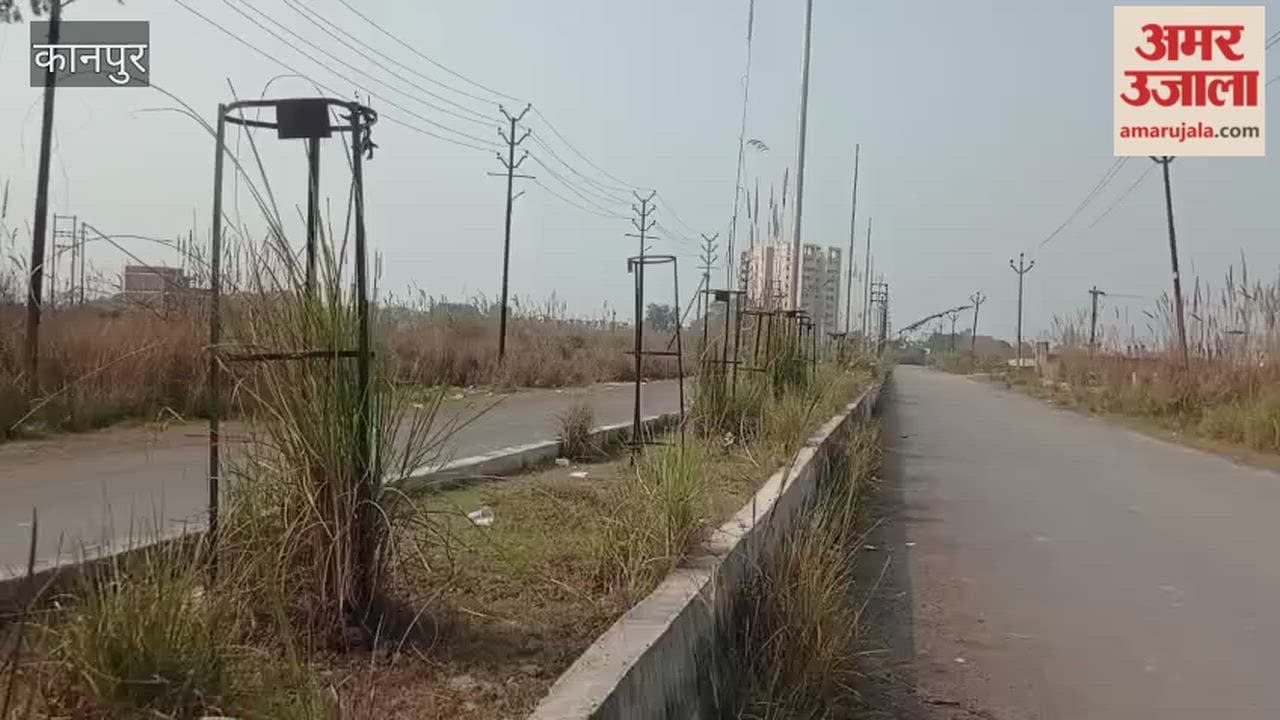 Plants in the green belts of Jawaharpuram Sectors 2 and 3 have dried up due to lack of maintenance