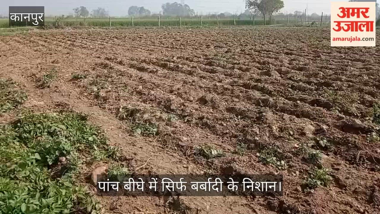 कानपुर के कुरसौली में आवारा पशुओं और सुअरों ने तहस-नहस की आलू की फसल