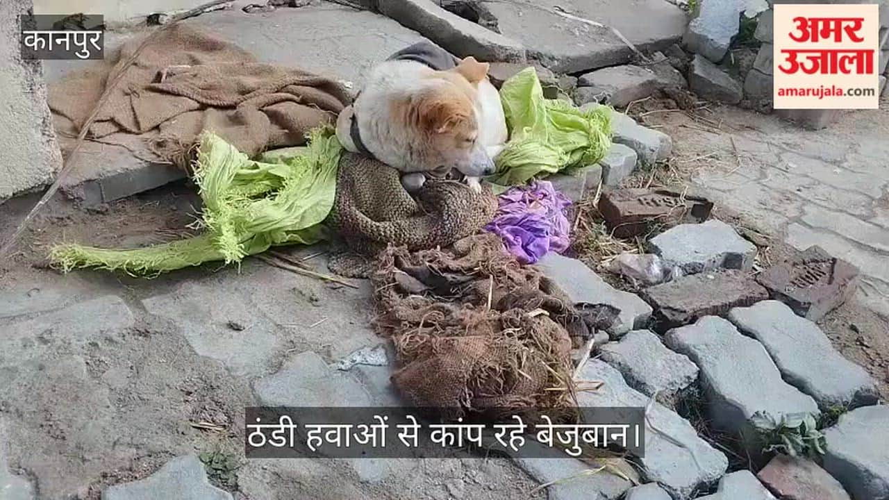 कानपुर: चकेरी में बेजुबानों को ठंड से बचाने के लिए आगे आए लोग; नेता जी नगर में जानवरों को पहनाए कपड़े