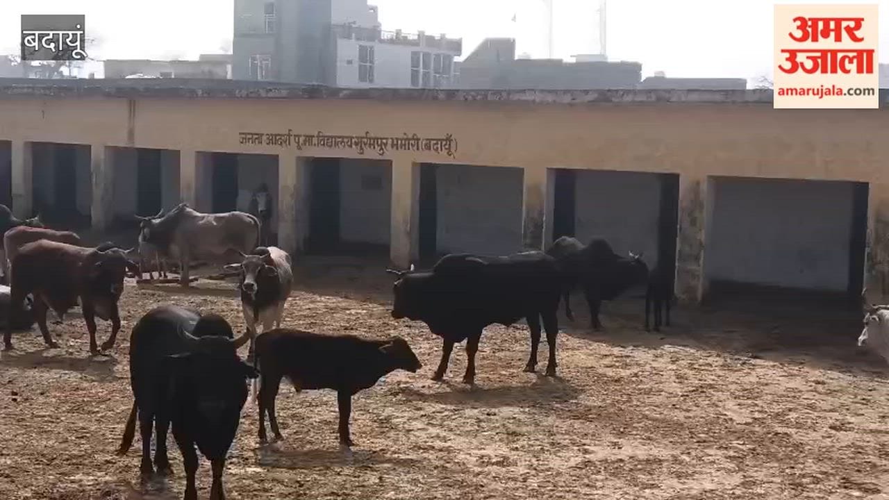 Villagers locked stray cattle inside the school in Budaun