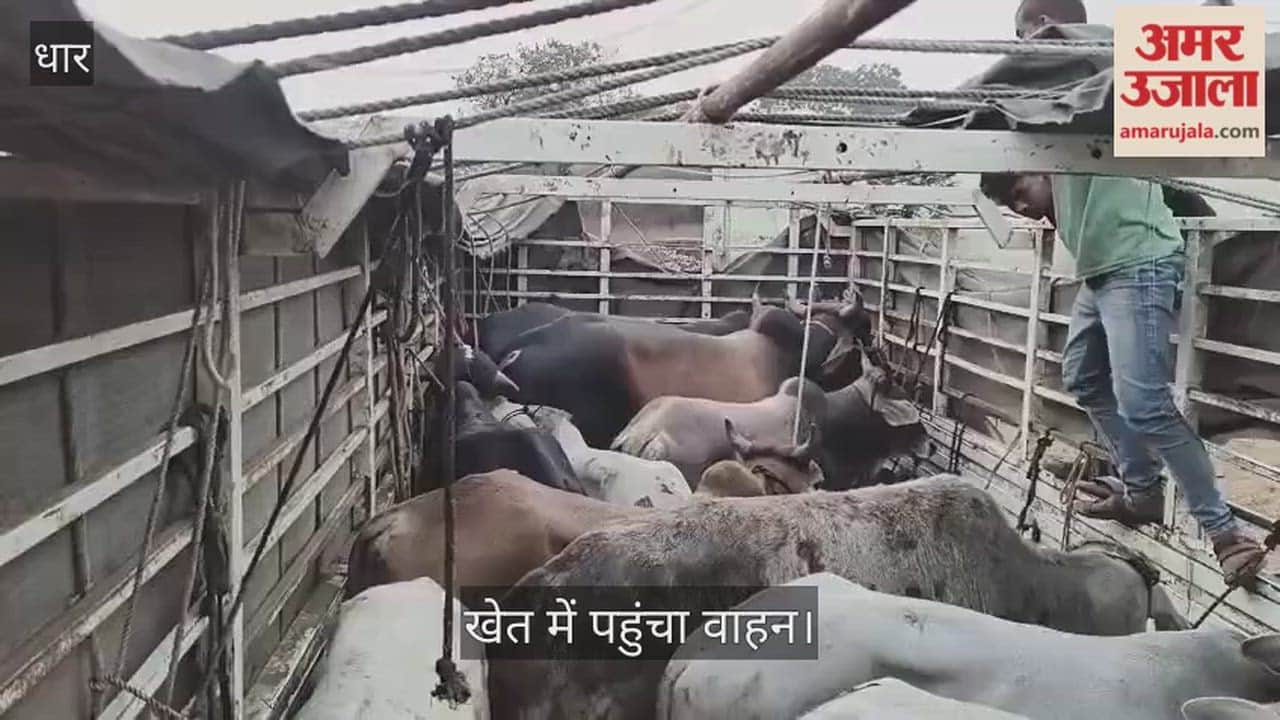 Cow smugglers pelted stones at the Bajrang Dal. Two activists were injured while trying