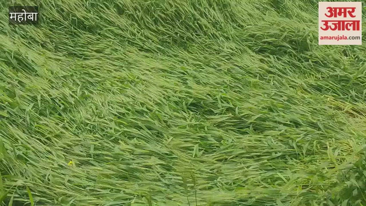 Strong winds and rain damage wheat and mustard crops in the fields