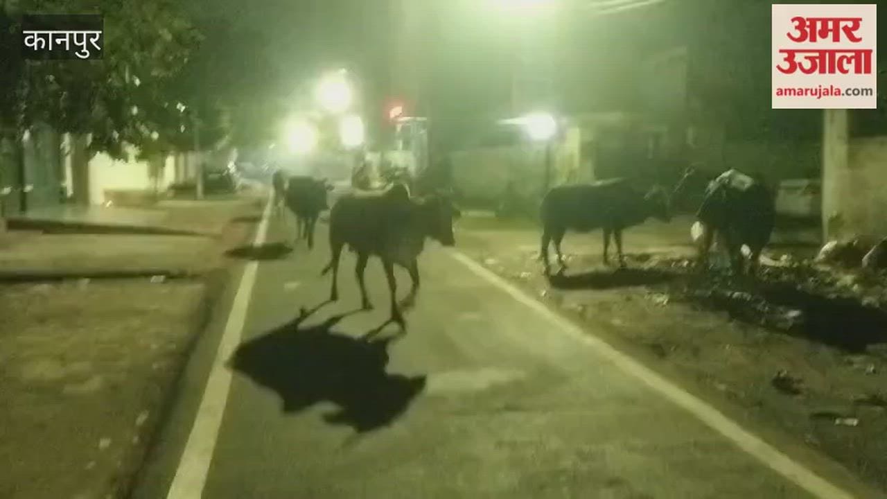 Kanpur: Stray animals also suffering due to the cold