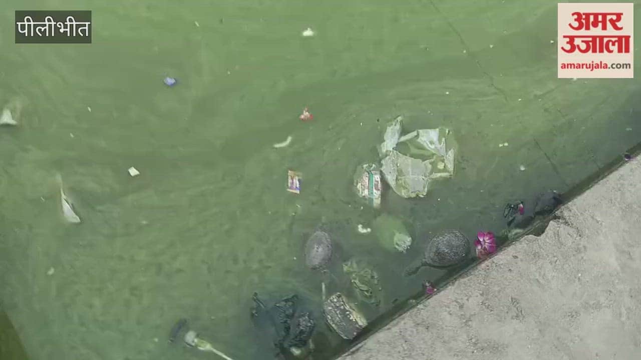 Several turtles died in a pond in Bilsanda Pilibhit