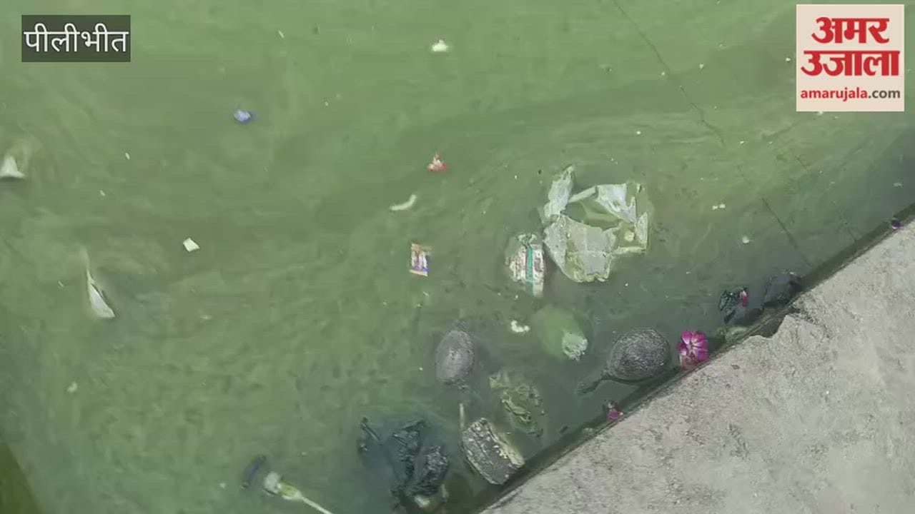 Several turtles died in a pond in Bilsanda Pilibhit