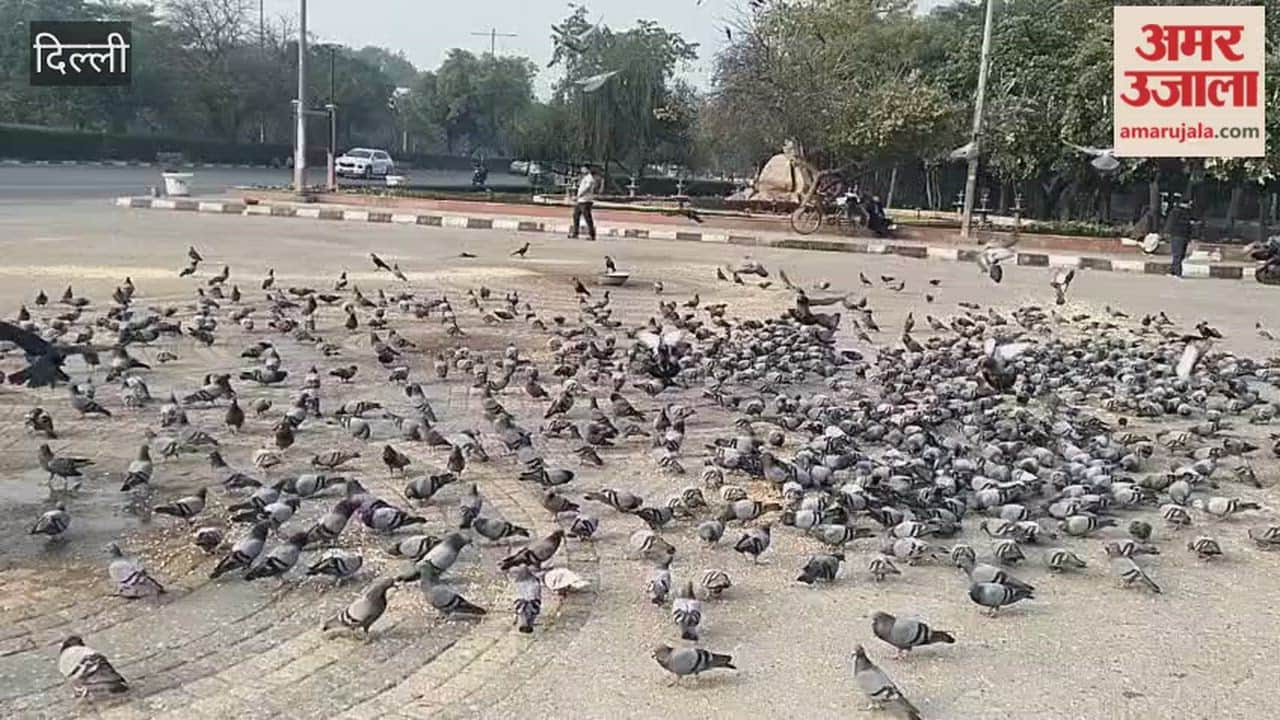 Action will be taken against those who feed birds in public places