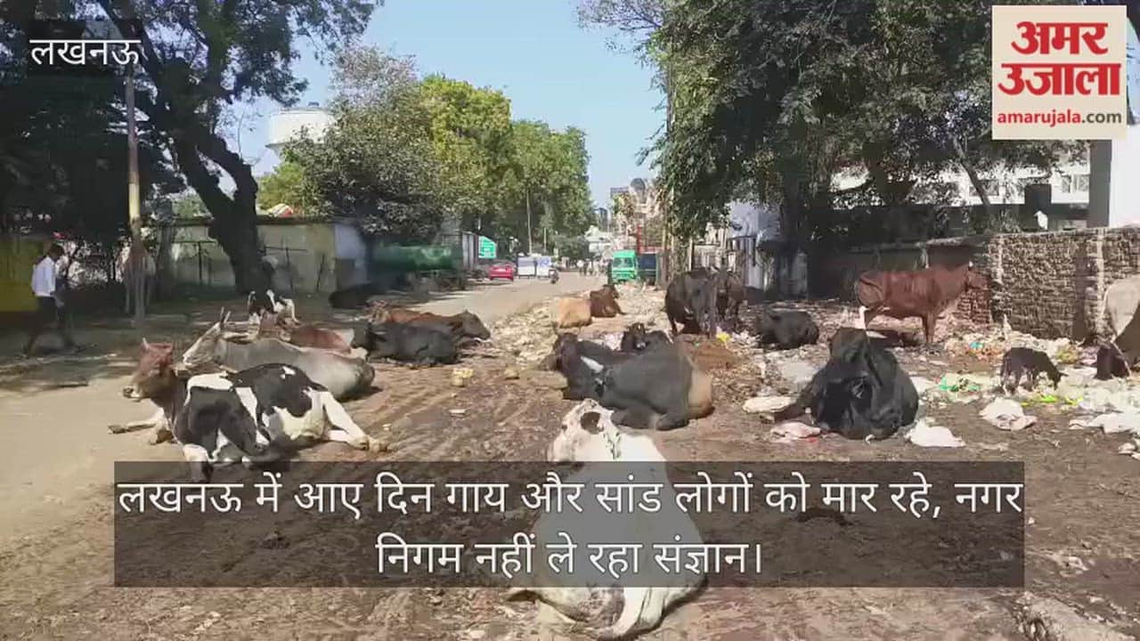 Video: लखनऊ में आए दिन गाय और सांड लोगों को मार रहे, नगर निगम नहीं ले रहा संज्ञान