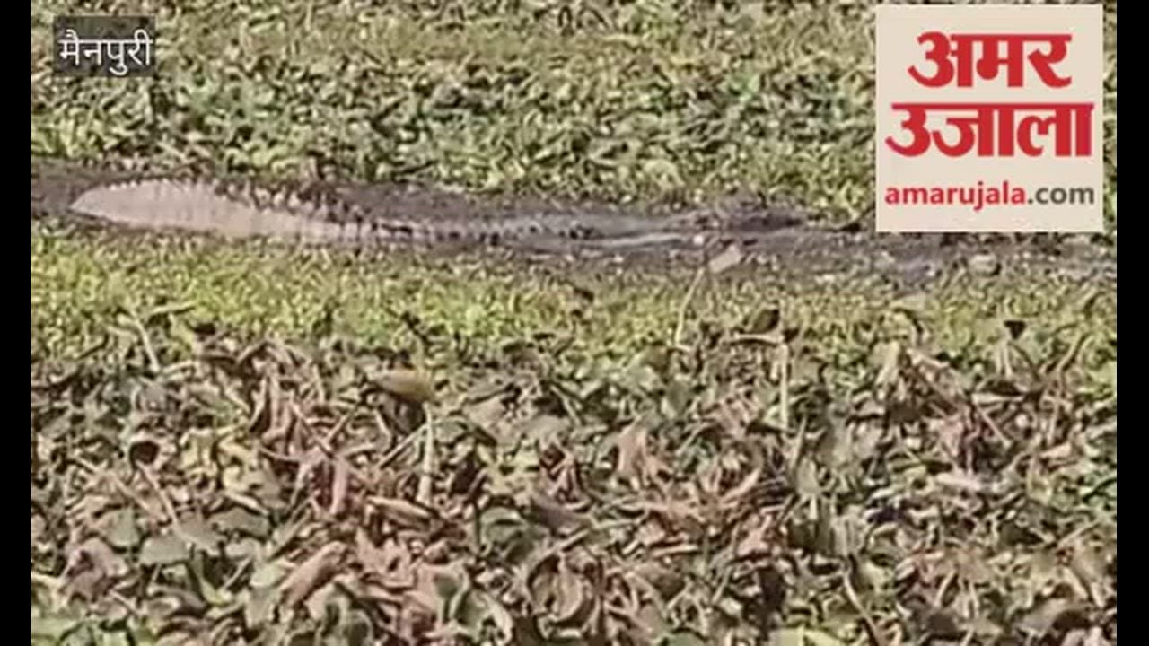 Crocodile Spotted in Pond, Panic Grips Madhapur Village